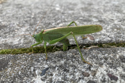 Grote groene sabelsprinkhaan / Great Green Bush-cricket (Tettigonia viridissima)