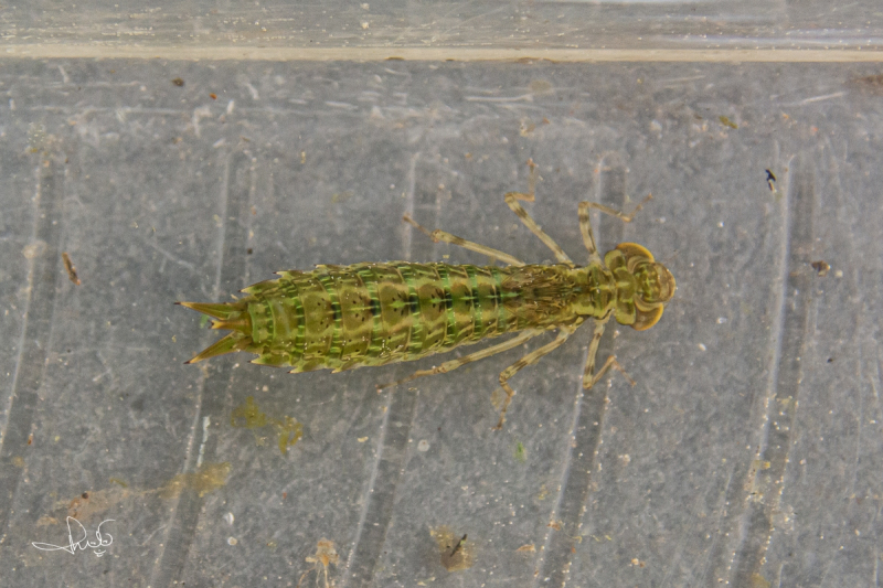 Grote keizerlibel, larve / Blue Emperor, larvae (Anax imperator)