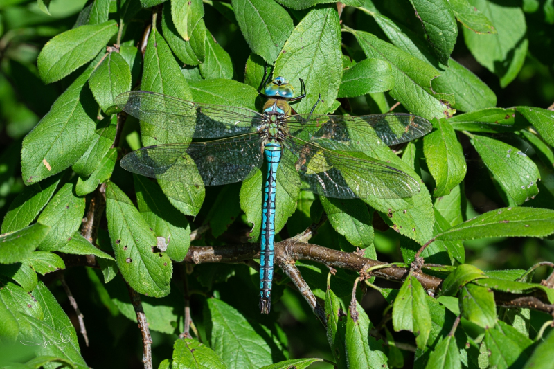 Grote keizerlibel / Blue Emperor (Anax imperator)