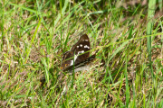 Grote weerschijnvlinder / Purple Emperor (Apatura iris)