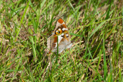 Grote weerschijnvlinder / Purple Emperor (Apatura iris)