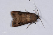 Grote worteluil / Dark Sword-grass (Agrotis ipsilon)