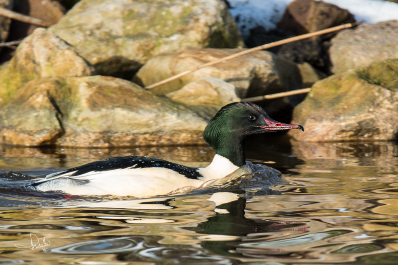 Grote zaagbek / Goosander (Mergus merganser)