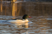 Grote zaagbek /  Goosander (Mergus merganser)