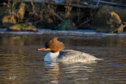 Grote zaagbek / Goosander (Mergus merganser)