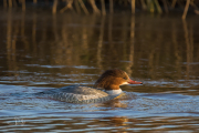 Grote zaagbek /  Goosander (Mergus merganser)