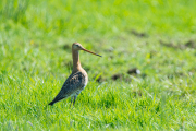 Grutto / Black-tailed Godwit (Limosa limosa)