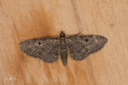 Guldenroededwergspanner / Golden-rod Pug (Eupithecia virgaureata)