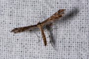 Havikskruidvedermot (Oxyptilus chrysodactyla), micro