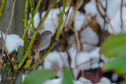 Heggenmus / Dunnock (Prunella modularis)