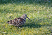 Houtsnip / Woodcock (Scopolax rusticola)