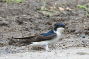 Huiszwaluw / Common House Martin (Delichon urbicum)