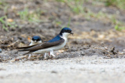 Huiszwaluw / Common House Martin (Delichon urbicum)