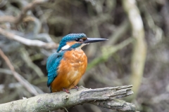 IJsvogel / Common Kingfisher (Alcedo atthis)