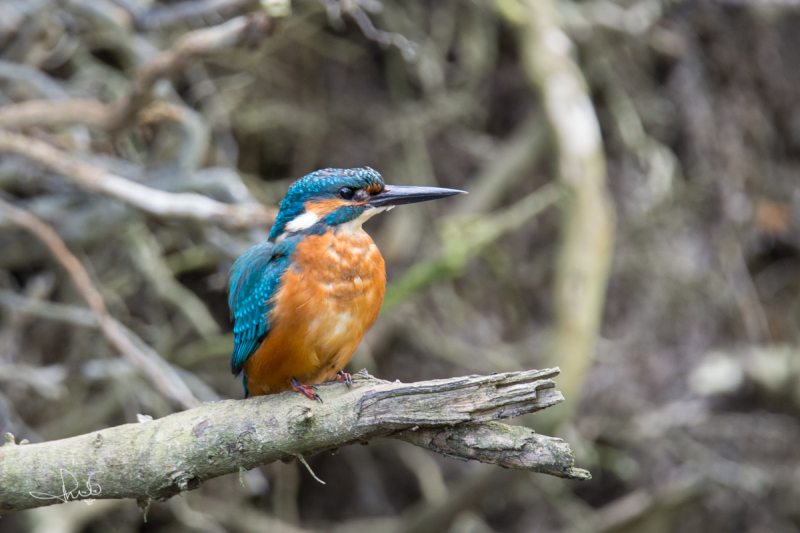 IJsvogel / Common Kingfisher (Alcedo atthis)