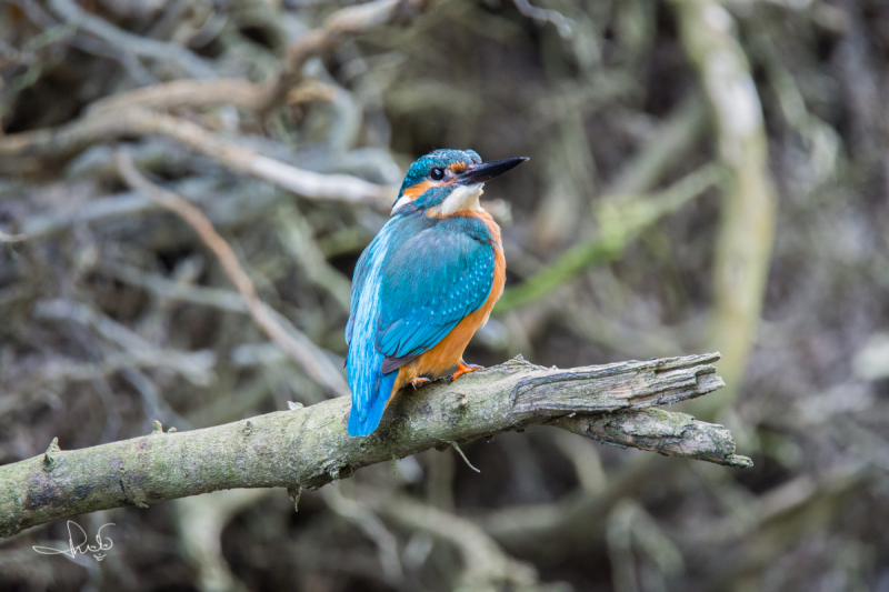 IJsvogel / Common Kingfisher (Alcedo atthis)