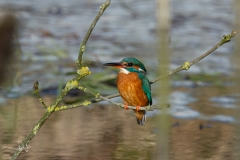 IJsvogel / Common Kingfisher (Alcedo atthis)