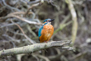 IJsvogel / Common Kingfisher (Alcedo atthis)