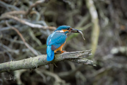 IJsvogel / Common Kingfisher (Alcedo atthis)