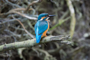 IJsvogel / Common Kingfisher (Alcedo atthis)