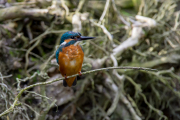 IJsvogel / Common Kingfisher (Alcedo atthis)