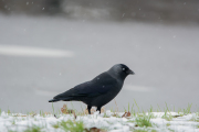 Kauw / Eurasian Jackdaw (Coloeus monedula)