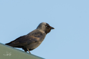 Kauw / Eurasian Jackdaw (Coloeus monedula)