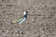 Kievit / Northern Lapwing (Vanellus vanellus)