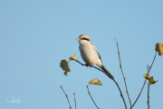 Klapekster / Great Grey Shrike (Lanius excubitor)