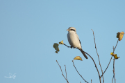 Klapekster / Great Grey Shrike (Lanius excubitor)