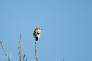 Klapekster / Great Grey Shrike (Lanius excubitor)