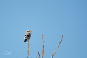 Klapekster / Great Grey Shrike (Lanius excubitor)