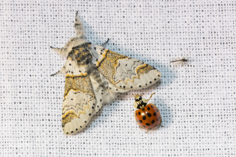 Kleine hermelijnvlinder / Sallow Kitten (Furcula furcula)