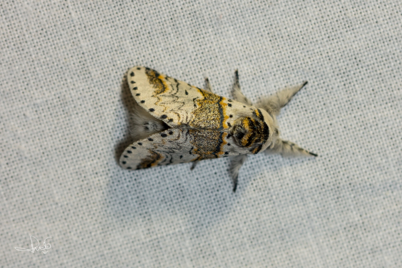 Kleine hermelijnvlinder / Sallow Kitten (Furcula furcula)