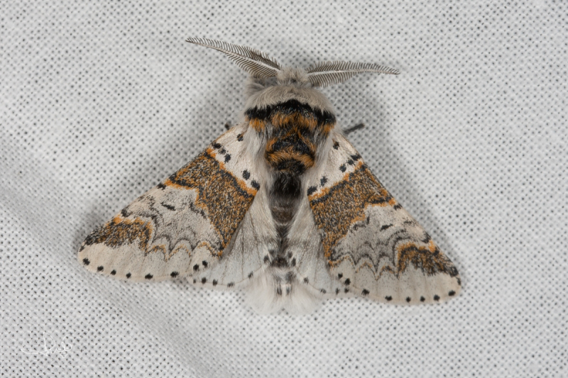 Kleine hermelijnvlinder / Sallow Kitten (Furcula furcula)