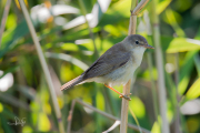 Kleine karekiet / Eurasian Reed Warbler (Acrocephalus scirpaceus)