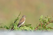 Kneu / Common Linnet (Linaria cannabina)