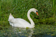 Knobbelzwaan / Mute Swan (Cygnus olor)