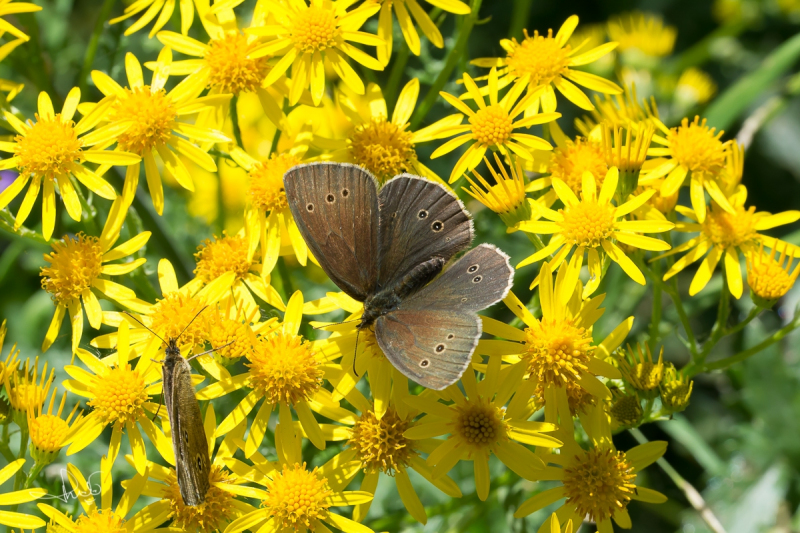 Koevinkje / Ringlet (Aphantopus hyperantus)