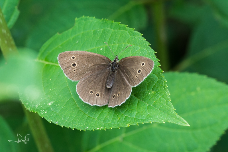 Koevinkje / Ringlet (Aphantopus hyperantus)