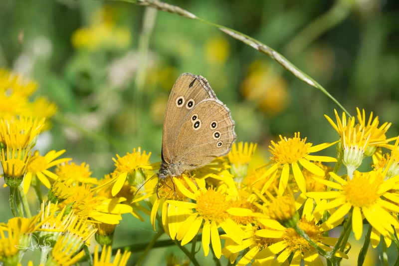 Koevinkje / Ringlet (Aphantopus hyperantus)