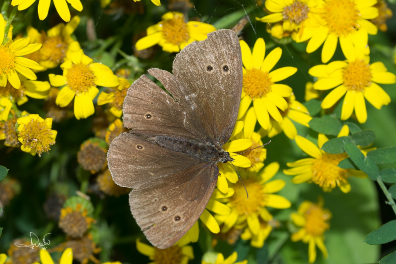 Koevinkje / Ringlet (Aphantopus hyperantus)