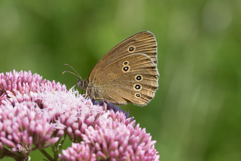 Koevinkje / Ringlet (Aphantopus hyperantus)