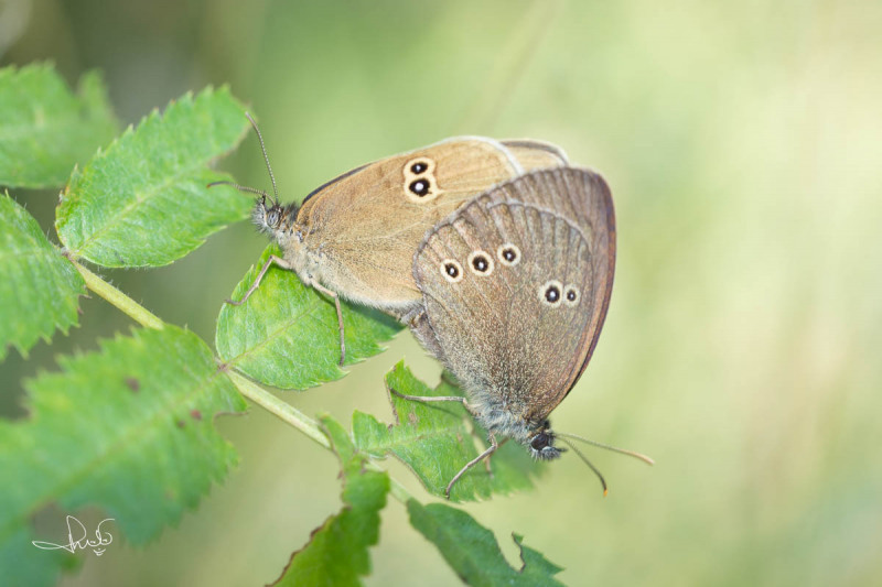 Koevinkje / Ringlet (Aphantopus hyperantus)