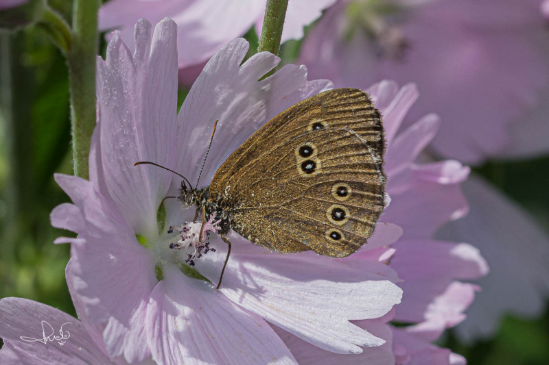 Koevinkje / Ringlet (Aphantopus hyperantus)