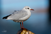 Kokmeeuw / Black-headed Gull (Chroicocephalus ridibundus)