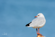 Kokmeeuw / Black-headed Gull (Chroicocephalus ridibundus)