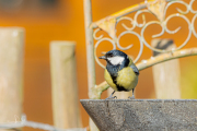 Koolmees / Great Tit (Parus major)