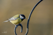 Koolmees / Great Tit (Parus major)