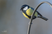 Koolmees / Great Tit (Parus major)